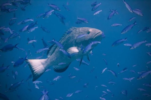 What Are the Best Low-Light Aquarium Plants for a Betta Fish Habitat?