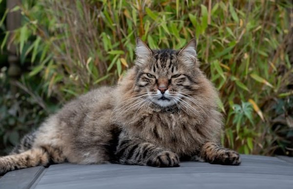 What's the Best Strategy for Preventing Hairballs in Long-Haired Cat Breeds?
